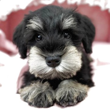 ミニチュアシュナウザー【大阪府・男の子・2025年8月29日・ブラック&シルバー】の写真「血統優秀!ハッキリクッキリとても可愛いボク💛」