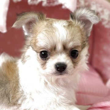 チワワ(ロング)【大阪府・女の子・2025年7月29日・フォーン&ホワイト】の写真「パパチャンピオン！クリクリお目目がとても可愛いお嬢」