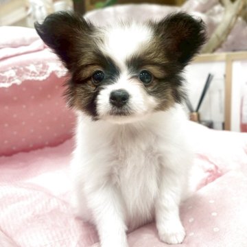 パピヨン【大阪府・女の子・2025年9月26日・ホワイト&ブラウン】の写真「パパチャンピオンとても可愛いベビーフェイスさん💛」