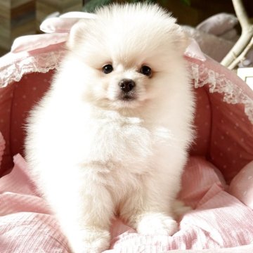 ポメラニアン【大阪府・男の子・2025年10月1日・クリーム】の写真「超爆毛君！まん丸コロコロ可愛いボクです💛」