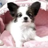 パピヨン