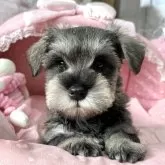 ミニチュアシュナウザー【大阪府・男の子・2024年11月20日・ソルト&ペッパー】の写真1