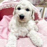 スタンダードプードル