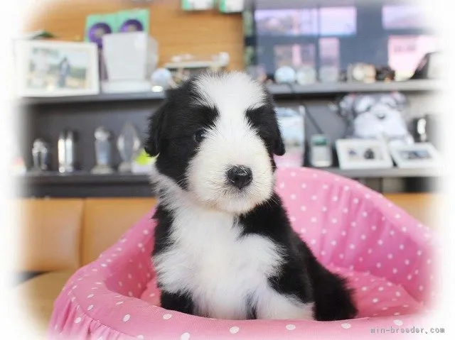 ID：1807-02198の子犬