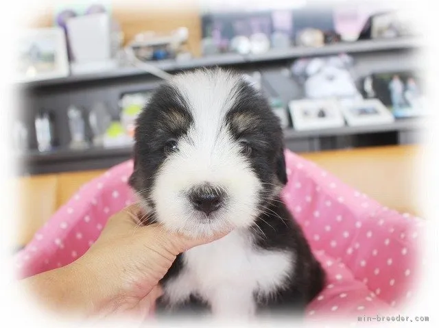 ID:1807-02383の子犬