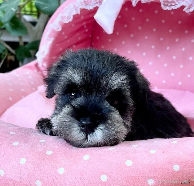 ID：2108-04365の子犬