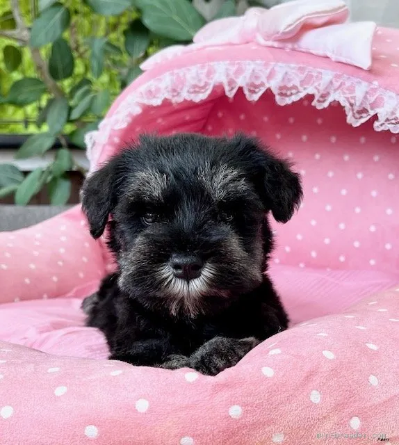 ID：2105-02959の子犬