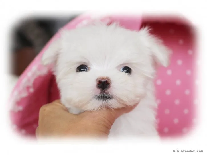 ID:1602-00460の子犬