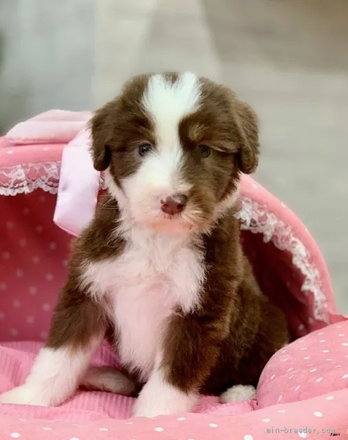 ID：2103-01616の子犬