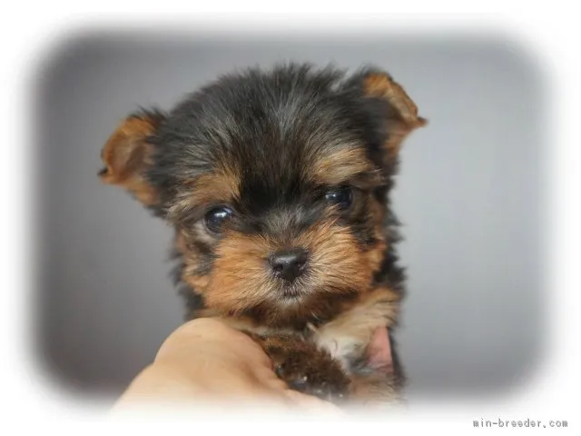 ID：1605-00063の子犬