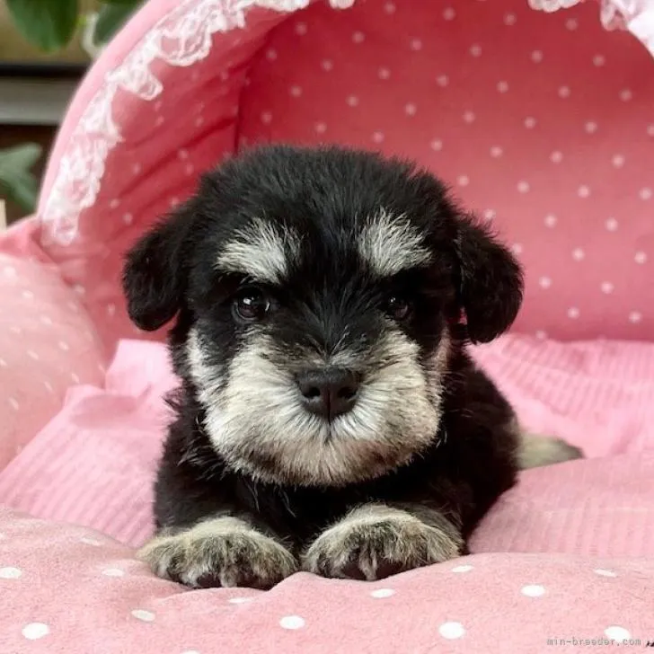 ID:2207-01961の子犬