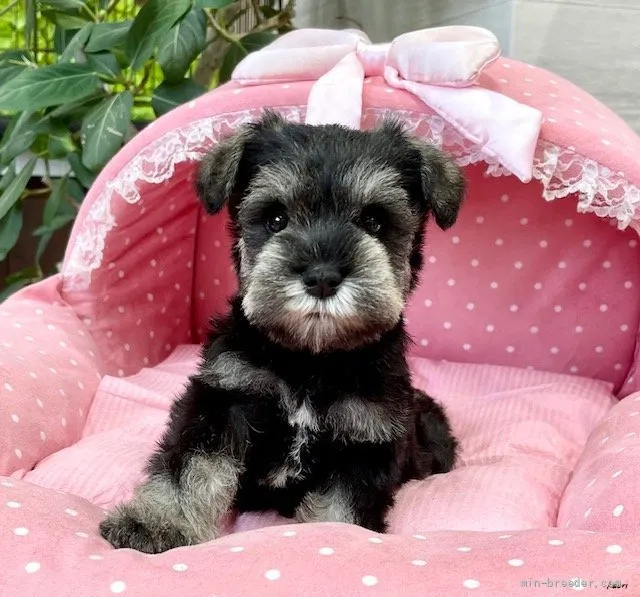 ID：2111-03337の子犬