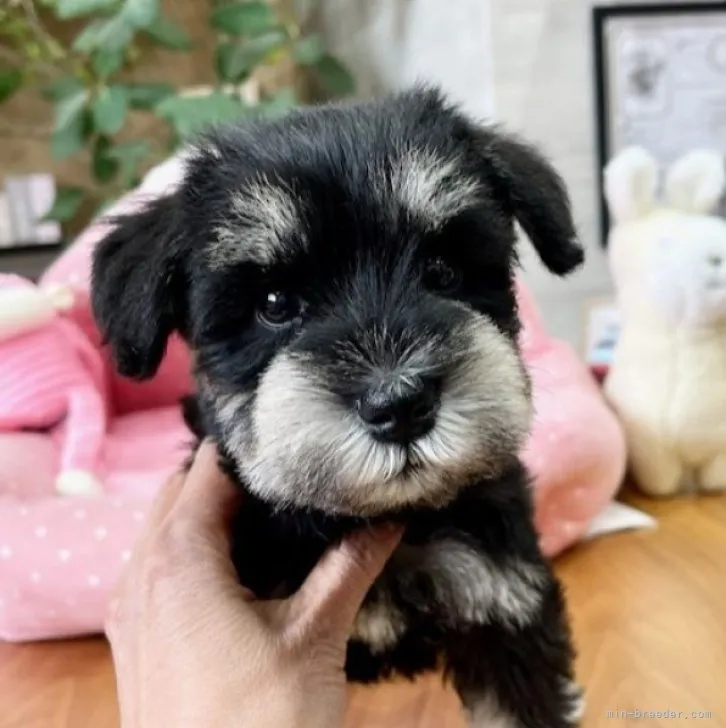 ID：2304-01603の子犬