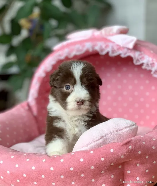 ID：1912-02590の子犬