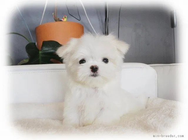 ID:1701-00747の子犬