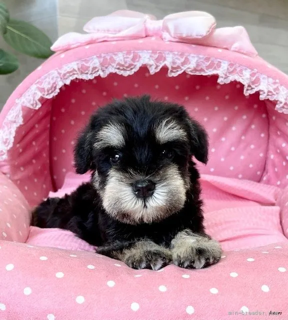 ID:2107-01976の子犬