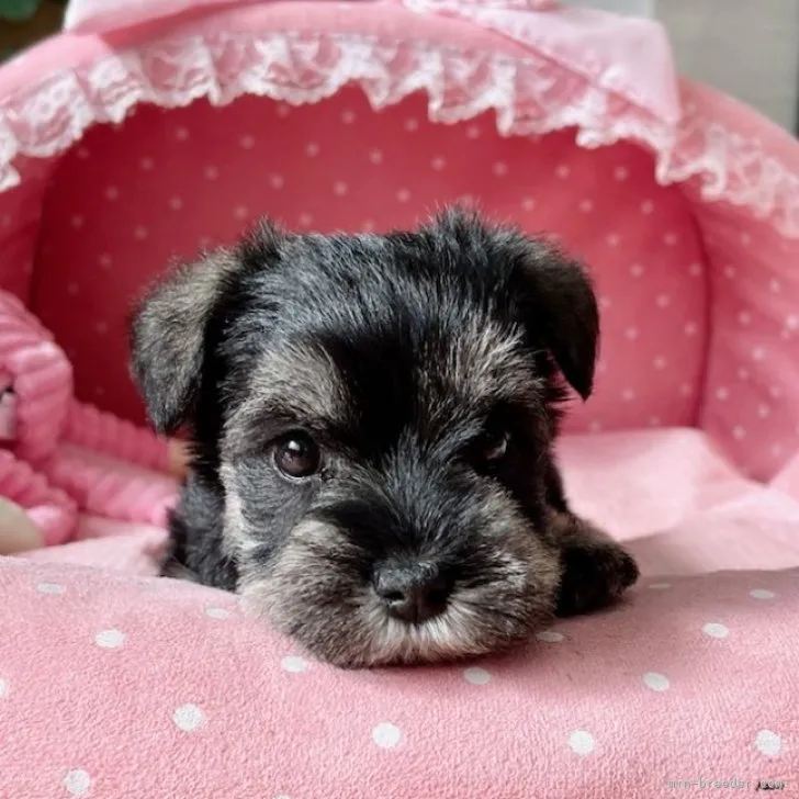 ID：2302-02483の子犬