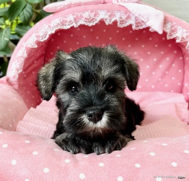 ID：2203-01116の子犬