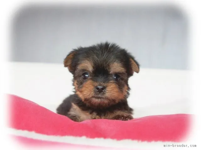 ID：1605-00067の子犬