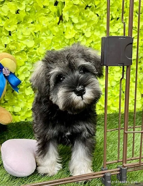 ID:2108-00033の子犬
