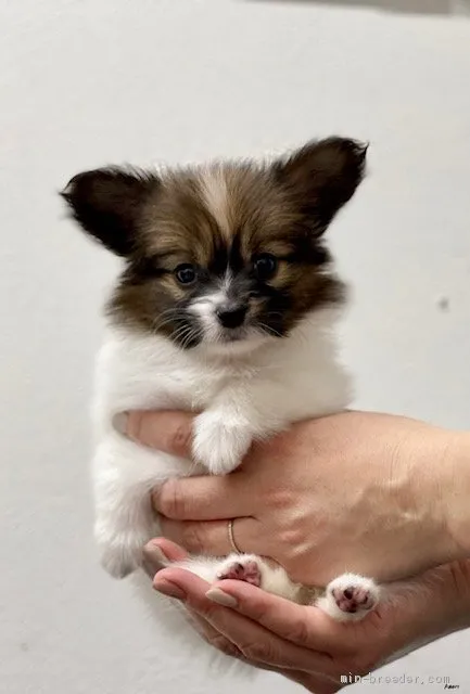 ID：2104-00276の子犬