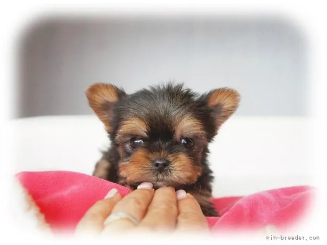 ID：1605-00112の子犬