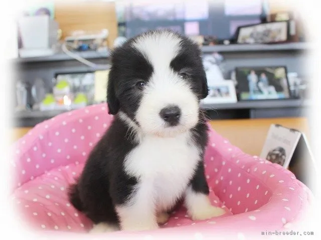 ID:1807-02195の子犬