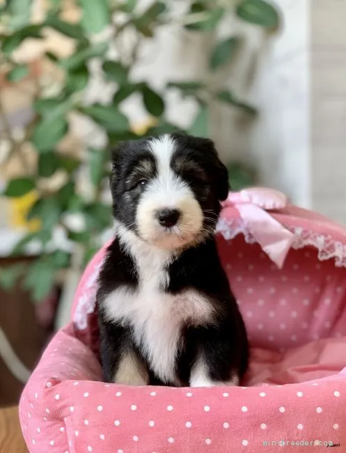 ID：2003-02122の子犬