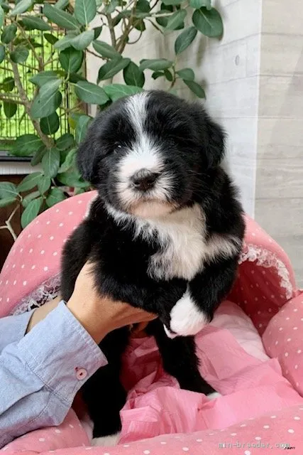 ID:2103-01928の子犬