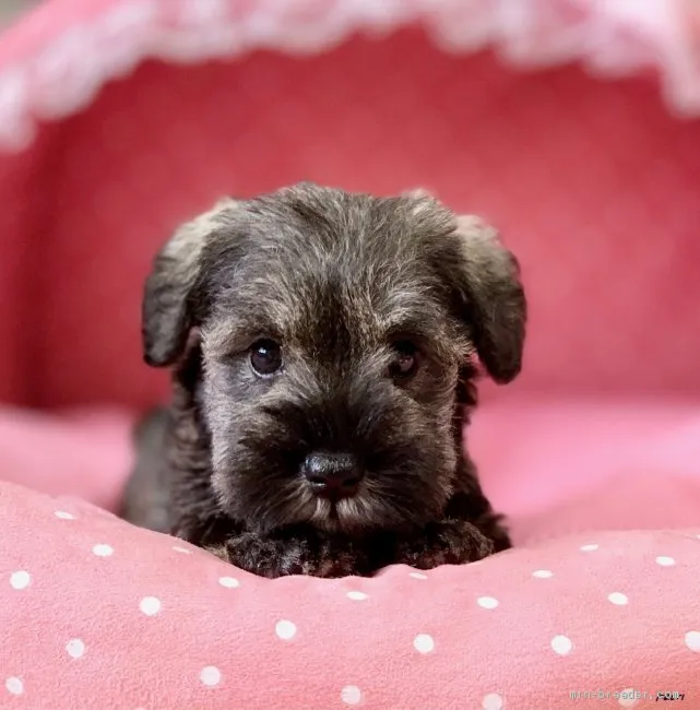 ID：2010-00564の子犬