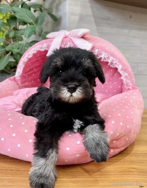 ID:2107-01404の子犬