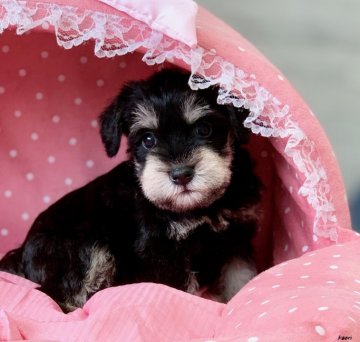 ミニチュアシュナウザー【大阪府・男の子・2020年8月18日・ブラック&シルバー】の写真「血統優秀！パパチャンピオン！とても綺麗なボクです★」