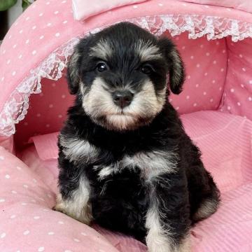 ミニチュアシュナウザー【大阪府・女の子・2022年6月23日・ブラック&シルバー】の写真「血統優秀！パパチャンピオン！とてもとても可愛いお嬢」