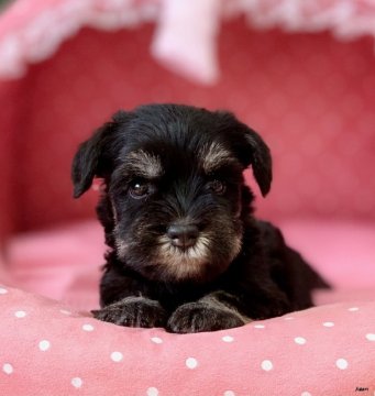 ミニチュアシュナウザー【大阪府・女の子・2020年8月12日・ブラック&シルバー】の写真「血統優秀！パパチャンピオン！とてもとても可愛いお嬢」