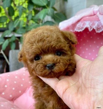 トイプードル(タイニー)【大阪府・女の子・2021年3月11日・レッド】の写真「まん丸お目目がとっても可愛いお嬢さん★」