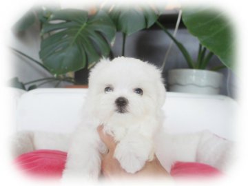 マルチーズ【大阪府・女の子・2016年6月2日・ホワイト】の写真「とってもとっても可愛いお嬢さん★」