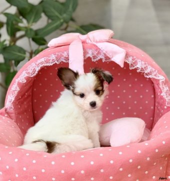 パピヨン【大阪府・女の子・2019年10月22日・ホワイト&ブラウン】の写真「パパチャンピオン！愛嬌のある可愛いお嬢さん★」