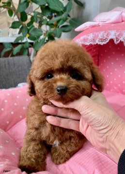 トイプードル(タイニー)【大阪府・女の子・2020年9月23日・レッド】の写真「もこもこまん丸とても可愛いお嬢さん★」