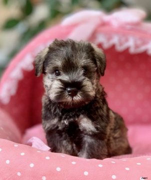 ミニチュアシュナウザー【大阪府・男の子・2020年7月22日・ソルト&ペッパー】の写真「血統優秀！パパチャンピオン！とてもとても可愛いボク」