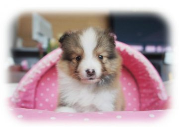 シェットランドシープドッグ【大阪府・男の子・2016年1月4日・セーブル&ホワイト】の写真「こぶり君♪優しいお顔の超美男子君です★」