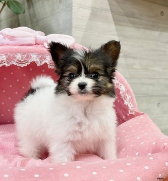 パピヨン【大阪府・男の子・2021年11月11日・トライ(ハウンドトライ)】の写真「とてもとても可愛いボクちん！小ぶり君です💛」