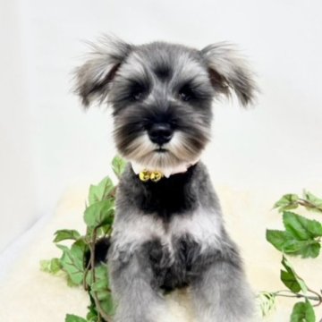 ミニチュアシュナウザー【大阪府・女の子・2023年6月27日・ソルト&ペッパー】の写真「血統優秀！パパチャンピオン！とてもとても可愛いお嬢」