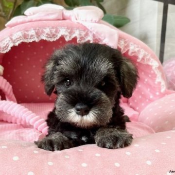 ミニチュアシュナウザー【大阪府・男の子・2023年7月24日・ソルト&ペッパー】の写真「血統優秀！パパチャンピオン！とてもとても可愛いボク」