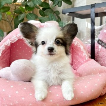 パピヨン【大阪府・女の子・2023年6月8日・ホワイト&ブラウン】の写真「クリクリお目目がとっても可愛い女の子★」