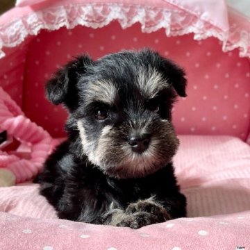 ミニチュアシュナウザー【大阪府・女の子・2022年12月25日・ブラック&シルバー】の写真「パパチャンピオン!ちびサイズの可愛い可愛い女の子★」