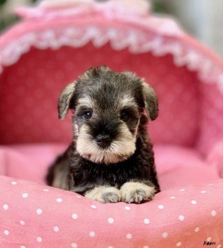 ミニチュアシュナウザー【大阪府・男の子・2020年5月28日・ソルト&ペッパー】の写真「血統優秀！パパチャンピオン！とてもとても可愛いボク」