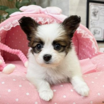 パピヨン【大阪府・男の子・2023年3月23日・ホワイト&ブラウン】の写真「血統優秀！とてもとても可愛いボクです★」