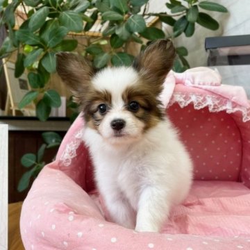 パピヨン【大阪府・女の子・2023年6月10日・ホワイト&ブラウン】の写真「とてもとても綺麗な美人さん💛」