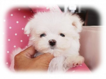 マルチーズ【大阪府・女の子・2015年12月31日・ホワイト】の写真「父JKCチャンピオン♪小ぶりサイズの可愛い女の子！」