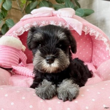 ミニチュアシュナウザー【大阪府・男の子・2023年7月24日・ブラック&シルバー】の写真「血統優秀！パパチャンピオン！とてもとても可愛いボク」